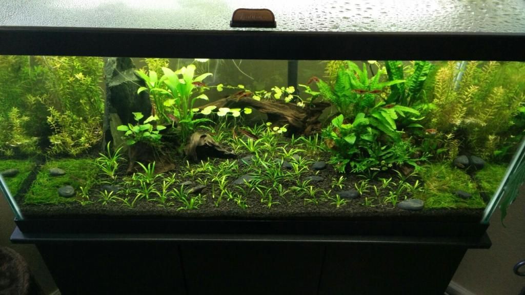 Raaan's 40 Breeder Tank Journal The Planted Tank Forum